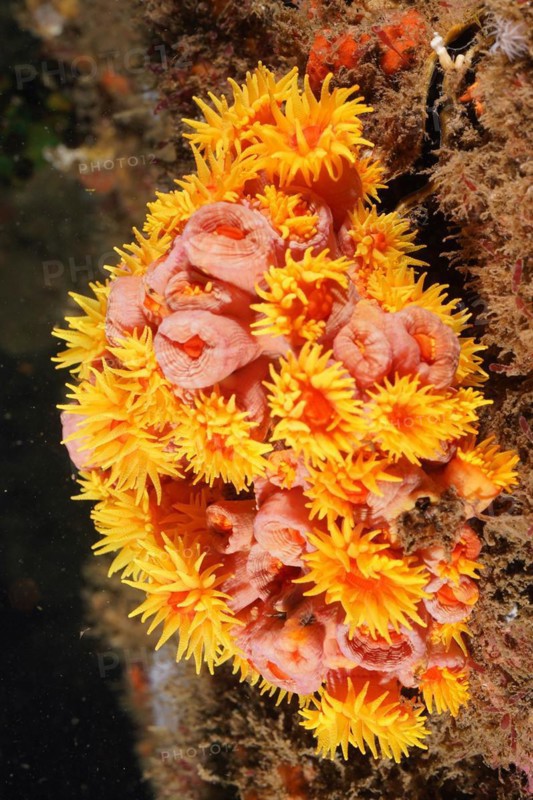 Orange cup coral