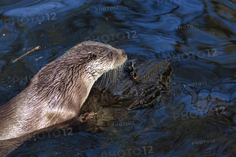 European otter