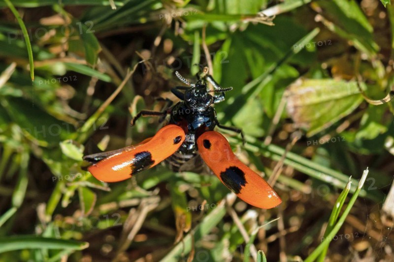 Ant sac beetle with open wings hanging on a blade of grass from behind