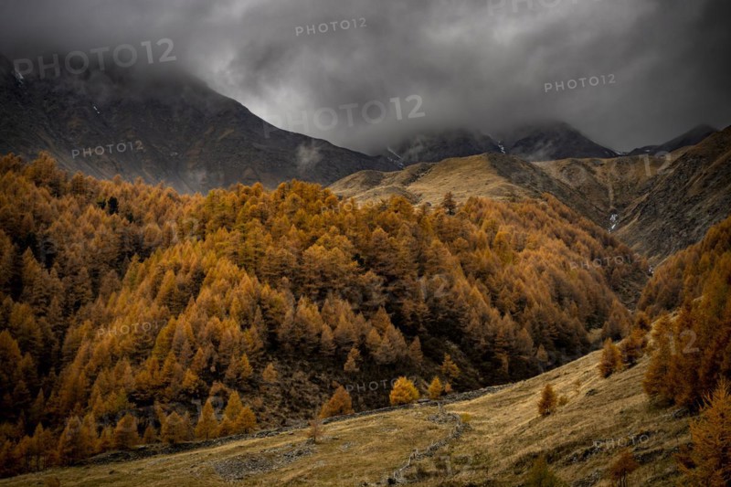 Autumn larch