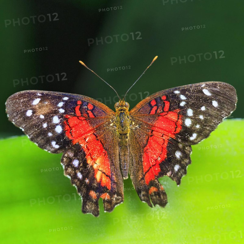 Red brown peacock