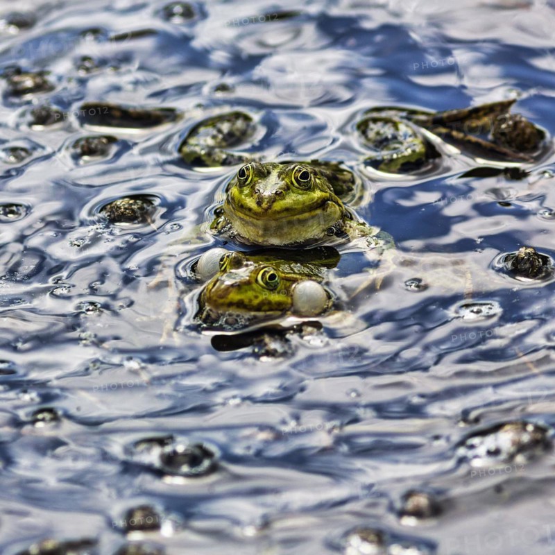 Pond frog