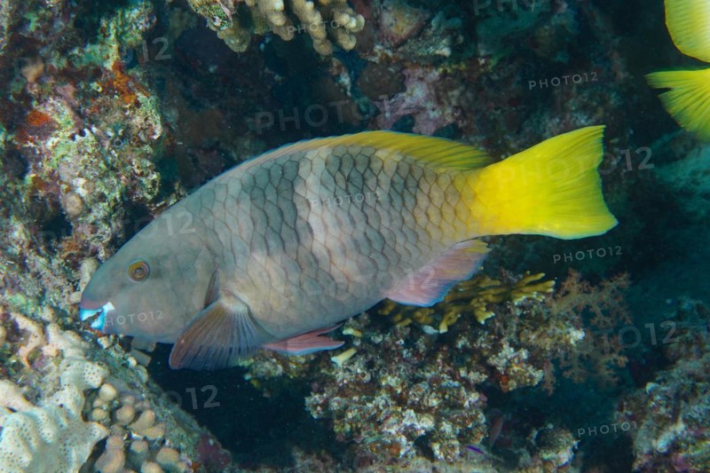 Female rusty parrotfish