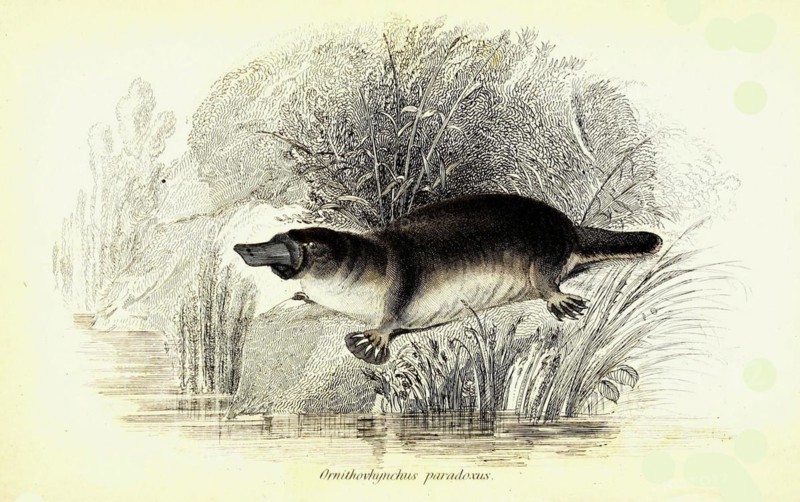 Platypus