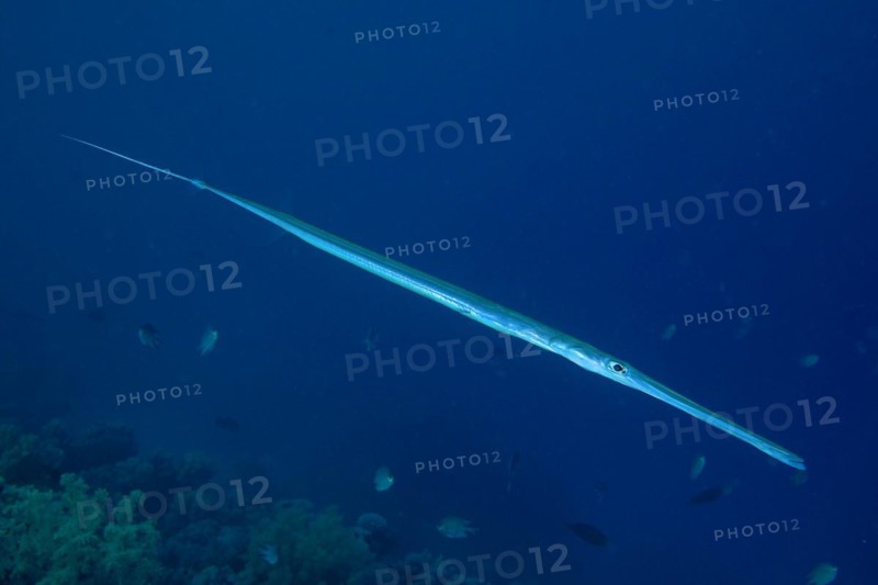 Bluespotted cornetfish
