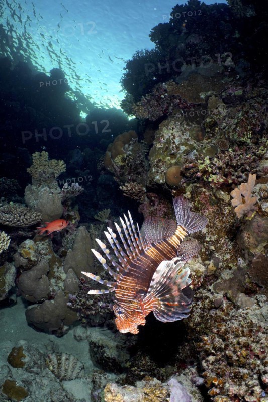 Common lionfish
