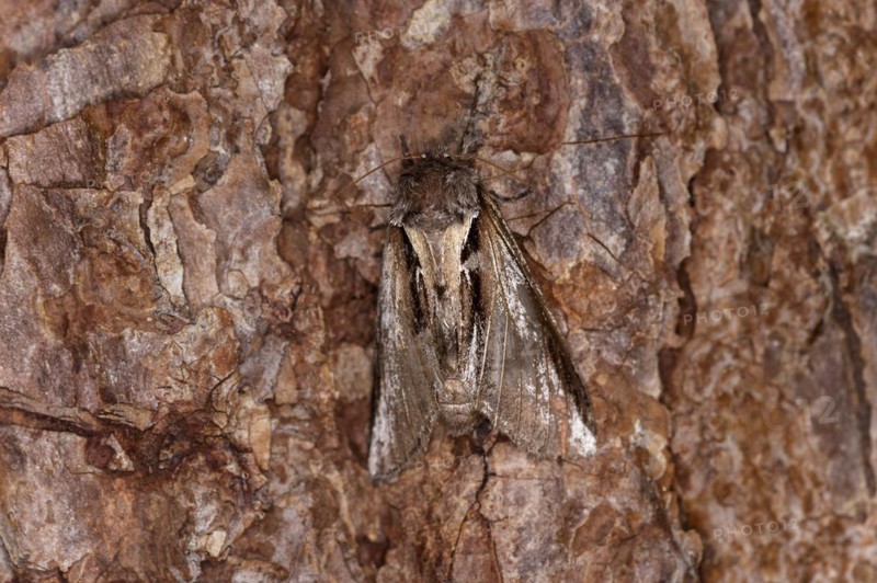 Lesser swallow prominent moth