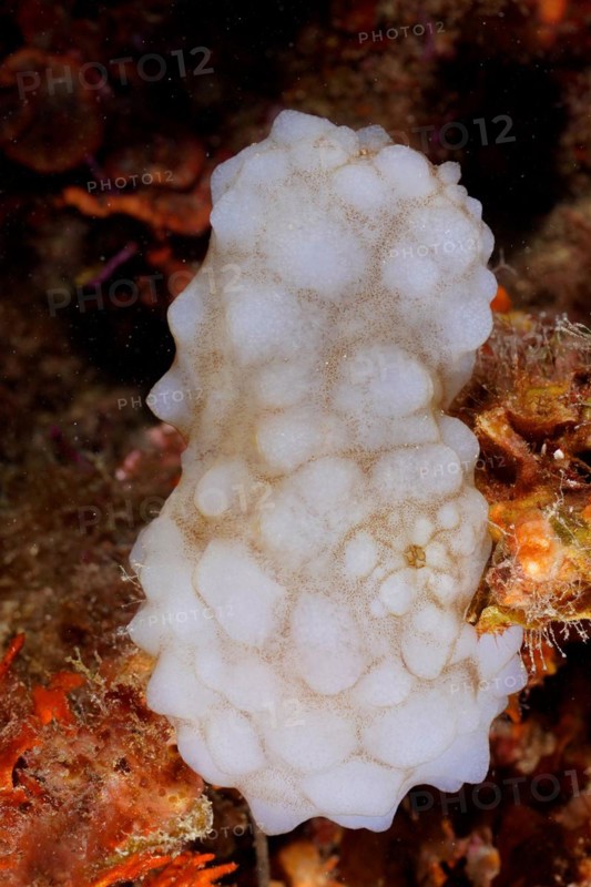 White sea squirt