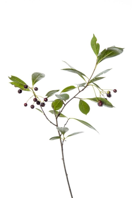 Chokeberry