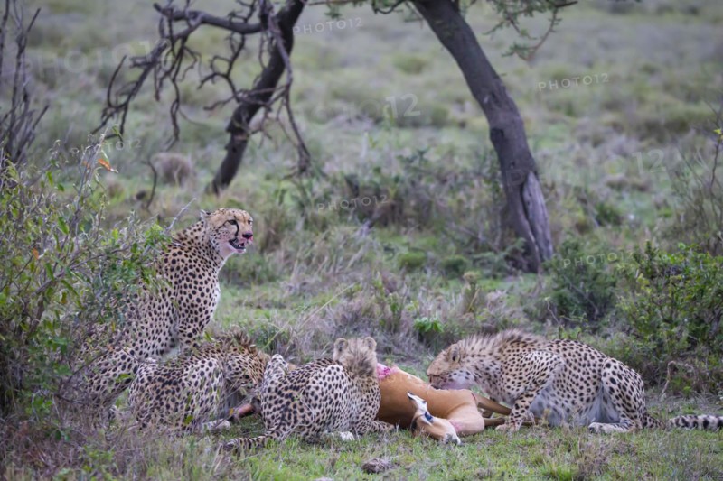 Cheetah
