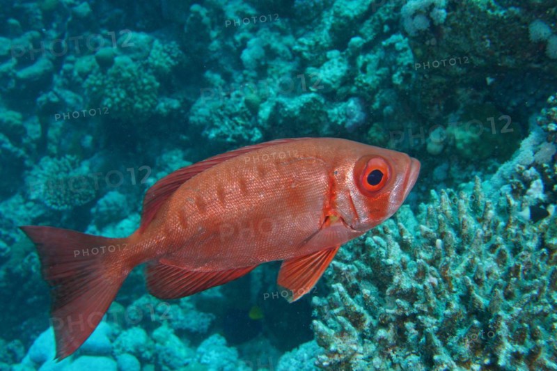 Common bigeye
