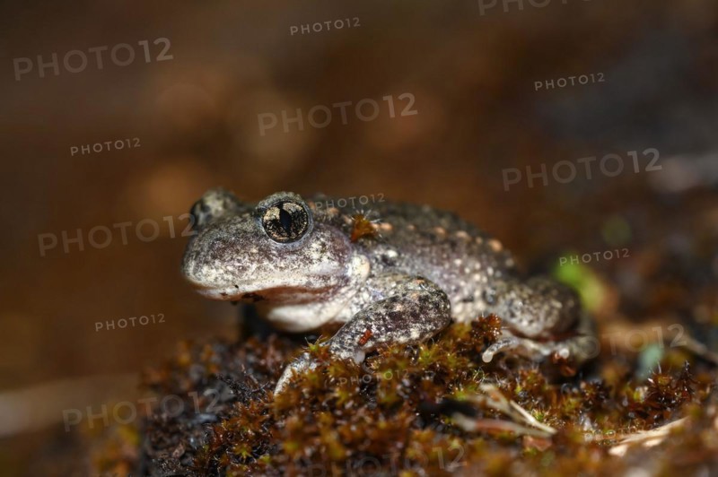 Common midwife toad