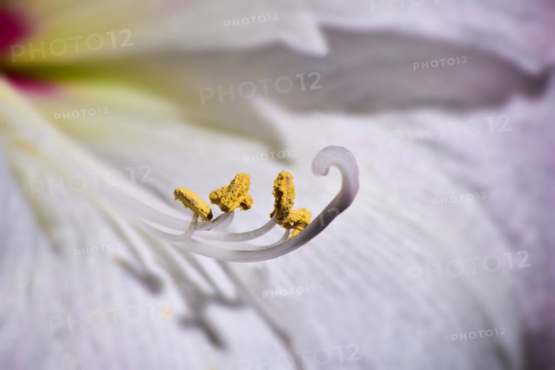 Close-up