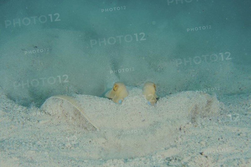 Portrait of bluespotted ribbontail ray