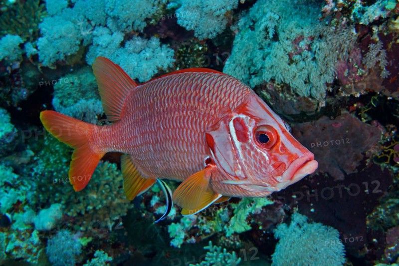 Sabre squirrelfish