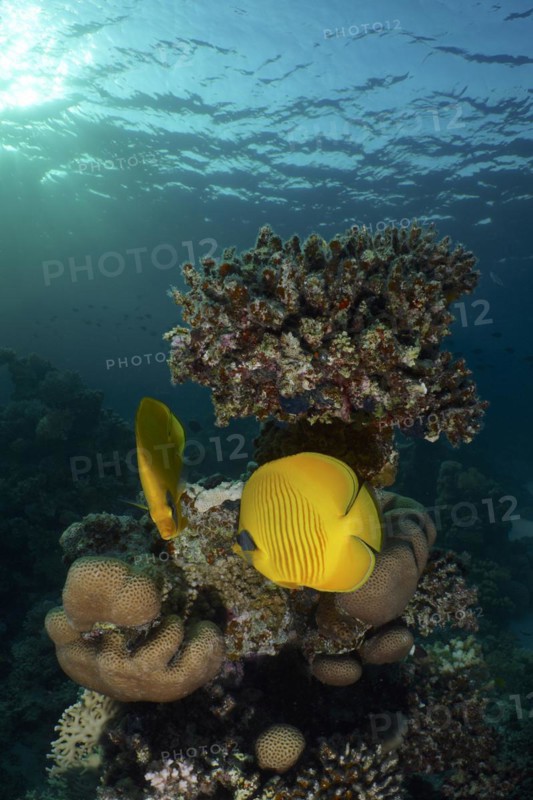 Pair of bluecheek butterflyfish