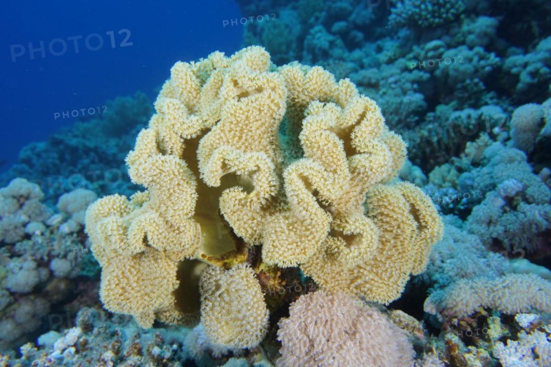 Rough leather coral