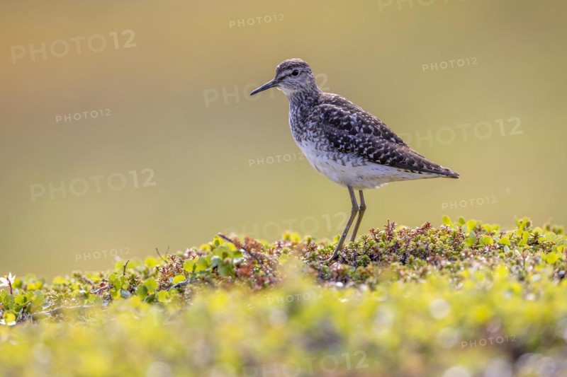 Wood Sandpiper