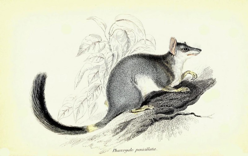 Phascogale penicillata