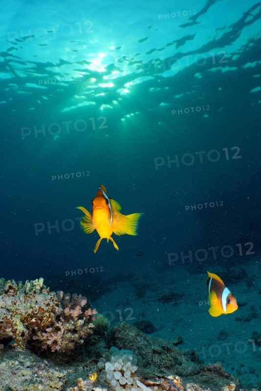 Pair of red sea clownfish