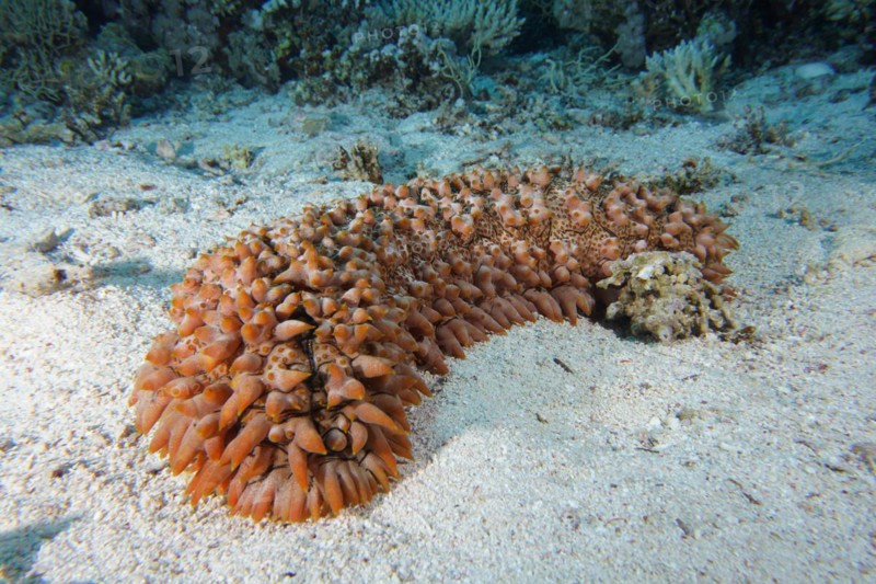 Pineapple sea cucumber