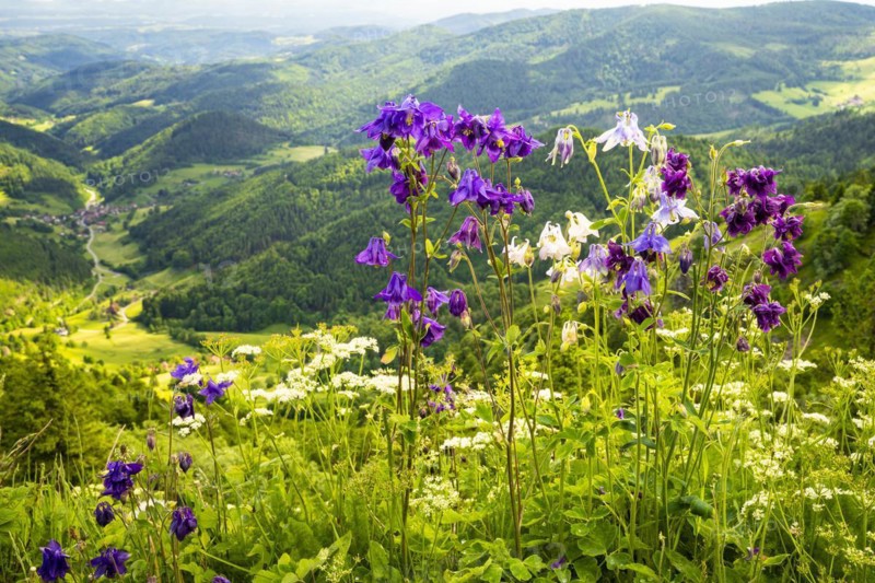 Columbine