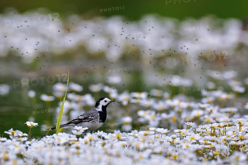 White wagtail