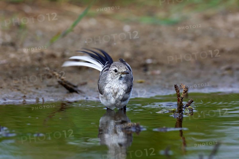 White wagtail