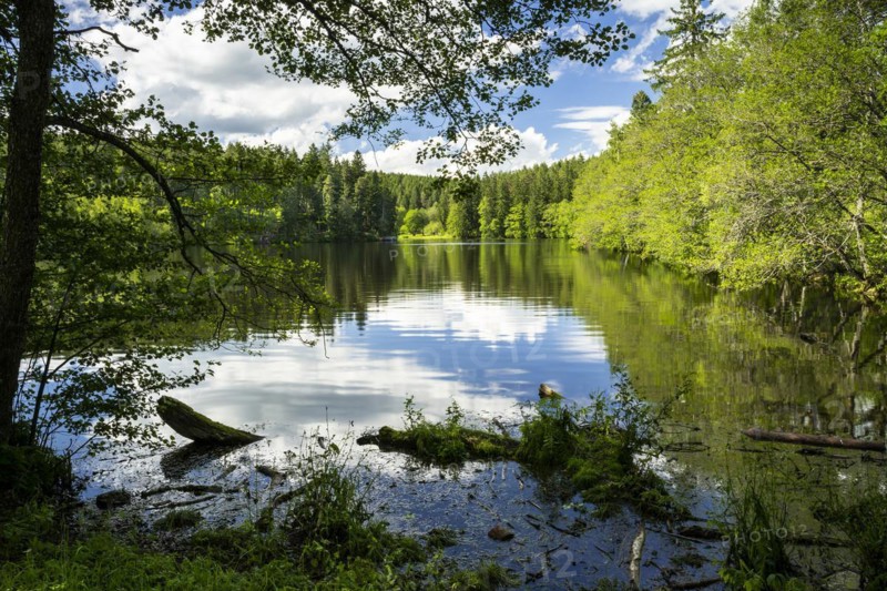 A lake in the forest in fine weather with a tree in the foreground