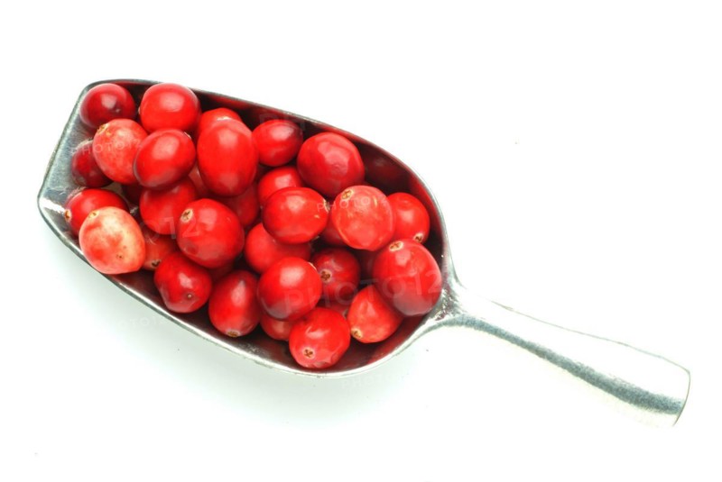 Ripe fruits of the cranberry