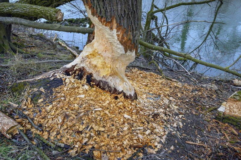 Beaver grub