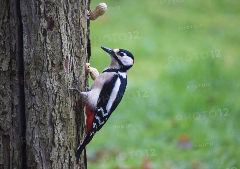 Great spotted woodpecker