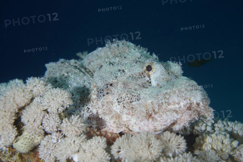 Well camouflaged false stonefish