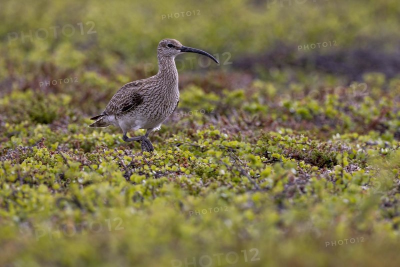 Whimbrel