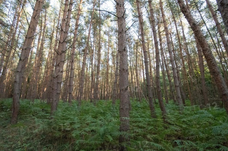 Darss primeval forest