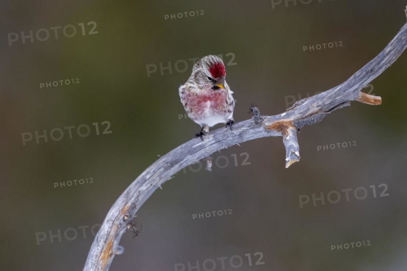 Common Redpoll