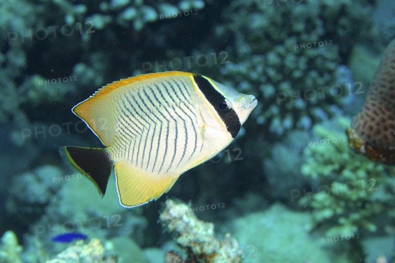 Chevron butterflyfish