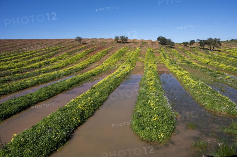 Field with flowering wood sorrel