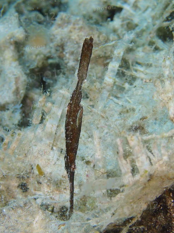 Seagrass ghost pipefish
