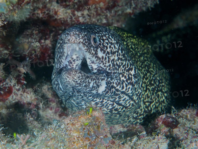 Spotted moray