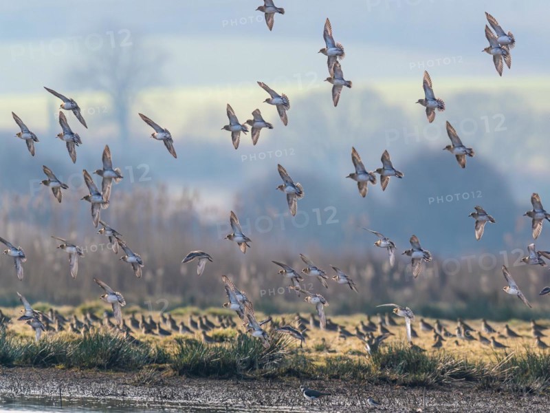 Grey Plover