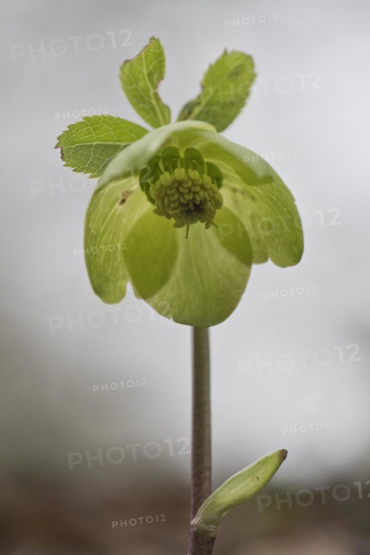 Lenzrose