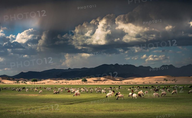 Steppe landscape