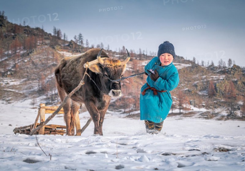 Young boy helps grandparents in winter occupation. Bulgan Province