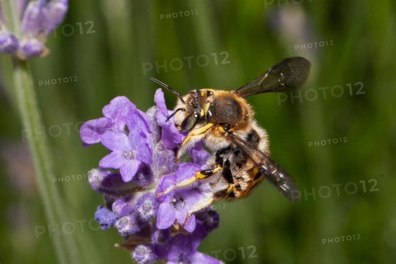 Garden Wooly Bee