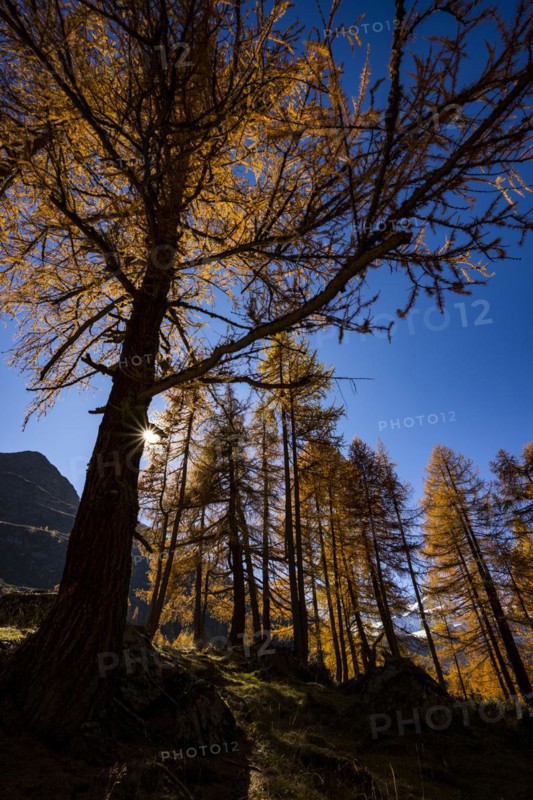 Autumn larches