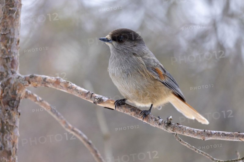 Siberian jay