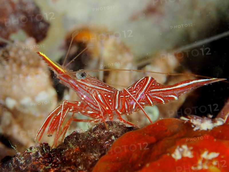 Camel shrimp