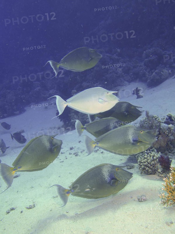 Group of bluespine unicornfish