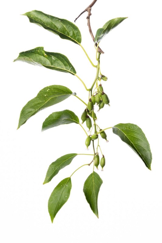 Hardy kiwi